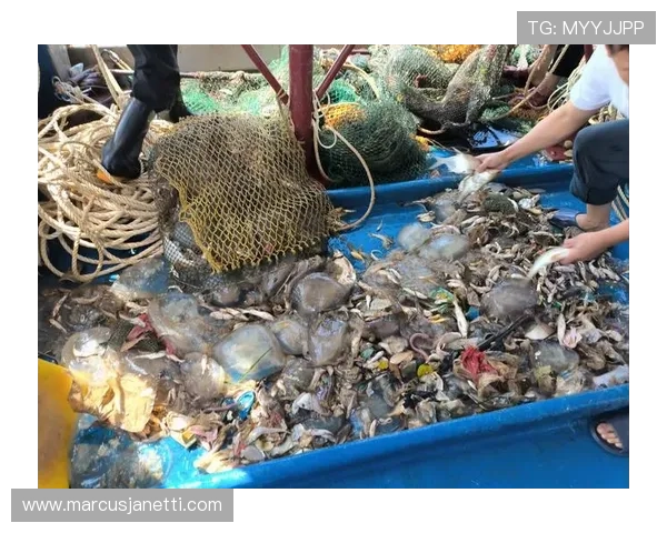 探索K8捕鱼的独特魅力，揭秘高收益捕鱼技巧与最新活动优惠政策